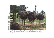 Straußenfarm Ostseeblick in Hohenfelde