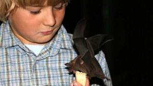 Kindergeburtstag im Fledermauskeller in Berlin, © Berliner Artenschutz Team -BAT- e.V. Kindergeburtstag im Fledermauskeller in Berlin