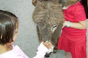 Eseltrekking - Familienwanderung im Wardtwald