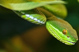 Reptilienzoo Scheidegg, copyright: Reptilienzoo Scheidegg KG Reptilienzoo Scheidegg, copyright: Reptilienzoo Scheidegg KG