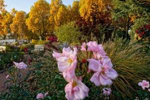 Rosengarten in Zweibrücken (c) Kultur- und Verkehrsamt Zweibrücken