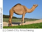 Camel-City in Arnschwang Camel-City in Arnschwang