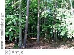 Rostocker Heide