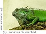 Troparium Wiesenbad Troparium Wiesenbad