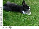 Natur- und Wildpark Waschleithe