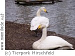 Kindergeburtstag im Tierpark Hirschfeld in Ebersbrunn Kindergeburtstag im Tierpark Hirschfeld in Ebersbrunn