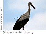 Der Storchenhof Loburg