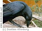 Inselzoo Altenburg Inselzoo Altenburg