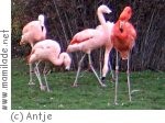 Tierpark Walbeck Tierpark Walbeck