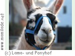 Kindergeburtstag auf dem Lama- und Ponyhof Langenbernsdorf Kindergeburtstag auf dem Lama- und Ponyhof Langenbernsdorf