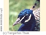 Tiergarten Thum Tiergarten Thum