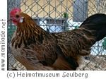 „Ich wollt ich wär ein Huhn“ im Heimatmuseum Seulberg „Ich wollt ich wär ein Huhn“ im Heimatmuseum Seulberg