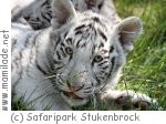 Weißer Tiger im Safaripark Stukenbrock Weißer Tiger im Safaripark Stukenbrock