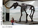 Siegsdorf Mammutmuseum Siegsdorf Mammutmuseum