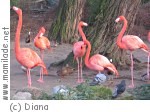 Vogelpark Irgenöd