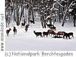 Ramsau Hintersee Wildfütterung Ramsau Hintersee Wildfütterung