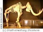 Steinheim Urmensch Museum