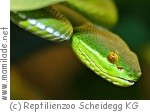 Scheidegg Reptilienzoo Scheidegg Reptilienzoo