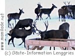 Lenggries Wildfütterung