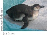 Köln Zoo