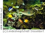 Aquazoo-Löbbecke Museum Aquazoo-Löbbecke Museum