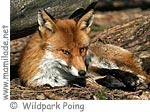 Wildpark Poing ü