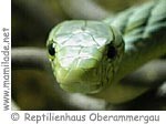 Reptilienhaus Oberammergau ü