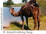 Kameltrekking ü Kameltrekking ü