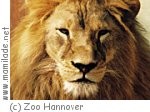 Zoo Hannover Sambesi ü