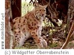 Wildpark Oberrabenstein ü