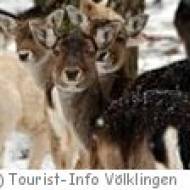 Völklingen Wildpark Wildpark Völklingen