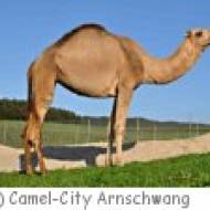 Camel-City in Arnschwang Arnschwang Camel-City