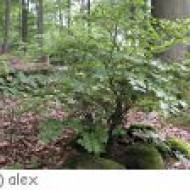 Mainhardt Limes Lehrpfad