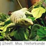 Staatliches Museum für Naturkunde