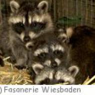Fasanerie Wiesbaden Fasanerie Wiesbaden