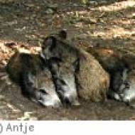 Wildpark Frankfurt-Oder Wildpark Frankfurt-Oder