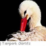 Tierpark Görlitz