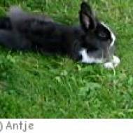 Natur- und Wildpark Waschleithe Natur- und Wildpark Waschleithe