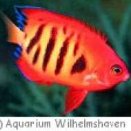 Aquarium Wilhelmshaven Aquarium Wilhelmshaven