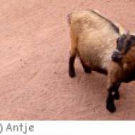 Wildfreigehege Kallenborn Wildfreigehege Kallenborn