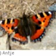 Insektenmuseum Ottweiler Insektenmuseum Ottweiler