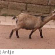 Wildpark Differten Wildpark Differten