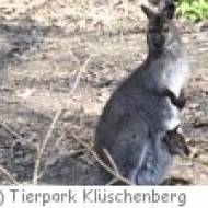 Tierpark Klüschenberg in Burg Stargard