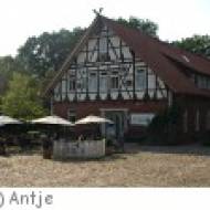 FloraFarm Gingseng in Walsrode