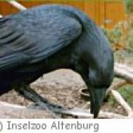 Inselzoo Altenburg Inselzoo Altenburg