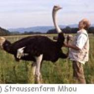 Straussenfarm Mhou Straussenfarm Mhou