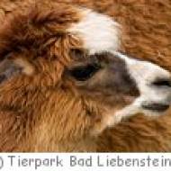 Tierpark Bad Liebenstein