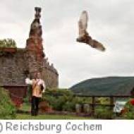 Falknerei Reichsburg Cochem