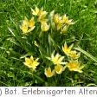 Botanischer Erlebnisgarten in Altenburg Botanischer Erlebnisgarten in Altenburg