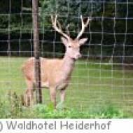 Waldhotel Heiderhof in Obersteinebach Waldhotel Heiderhof in Obersteinebach
